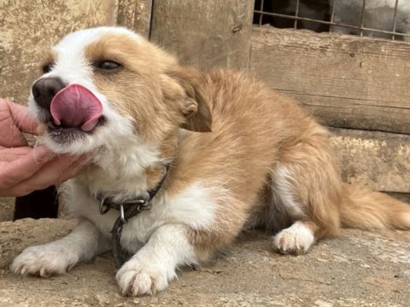 Milva & Elvis warten im Tierpflegenest in 71522 Backnang Milva & Elvis warten im Tierpflegenest in 71522 Backnang