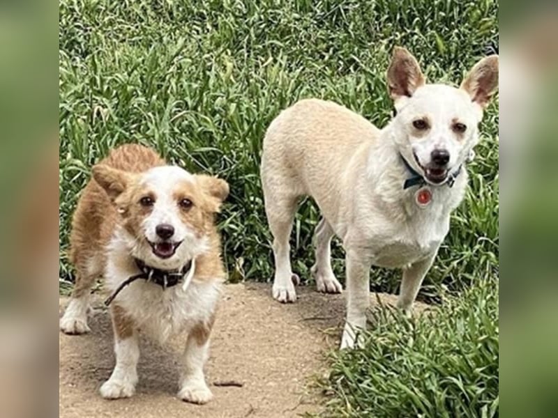 Milva & Elvis warten im Tierpflegenest in 71522 Backnang