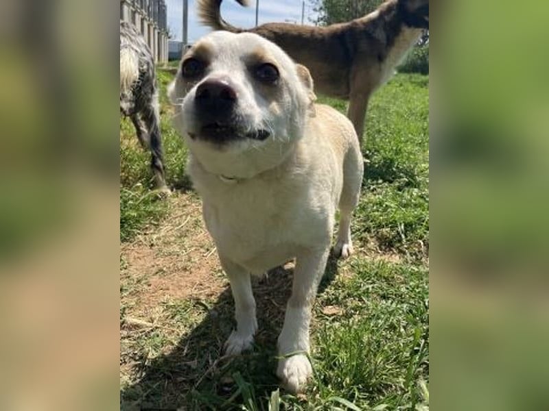 Milva & Elvis -kleine Herzensbrecher warten im Tierpflegenest in 71522 Backnang