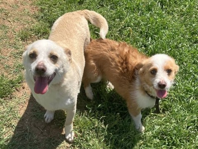 Milva & Elvis warten im Tierpflegenest in 71522 Backnang Milva & Elvis warten im Tierpflegenest in 71522 Backnang