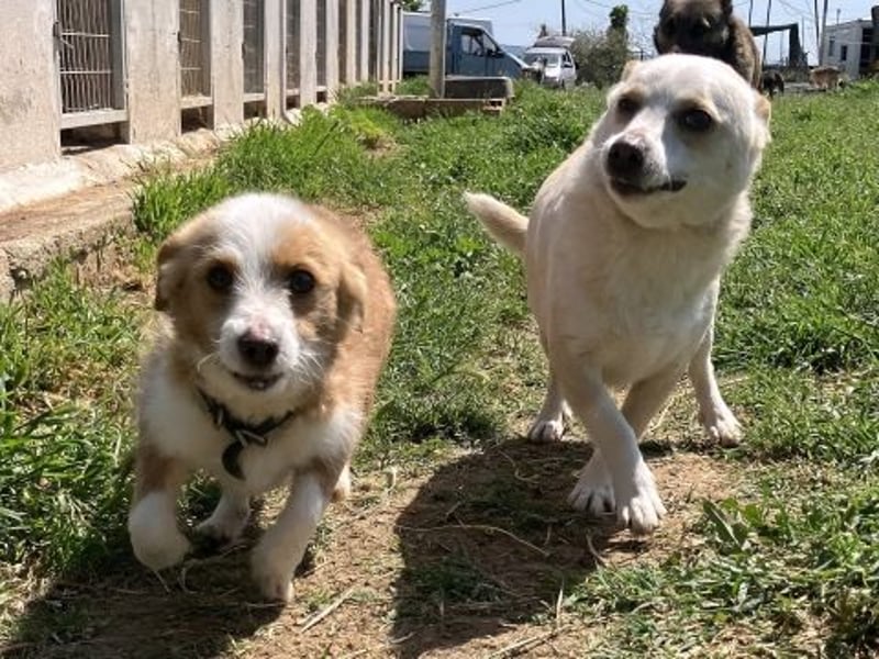 Milva & Elvis -kleine Herzensbrecher warten im Tierpflegenest in 71522 Backnang