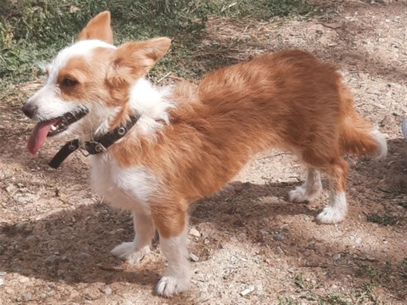 Milva & Elvis warten im Tierpflegenest in 71522 Backnang