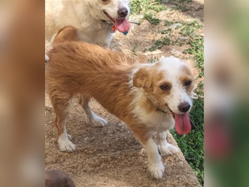 Milva & Elvis warten im Tierpflegenest in 71522 Backnang