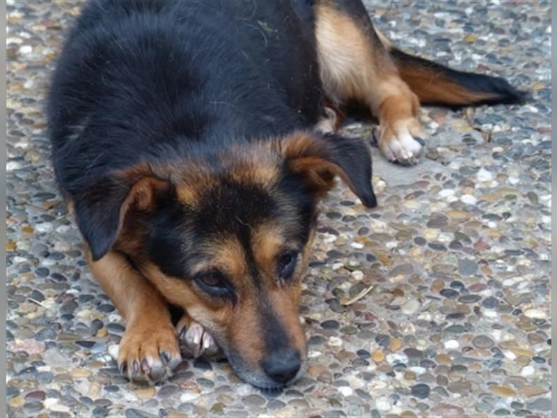 Klara - fröhliche, kleine Dame sucht Plätzchen auf dem Sofa