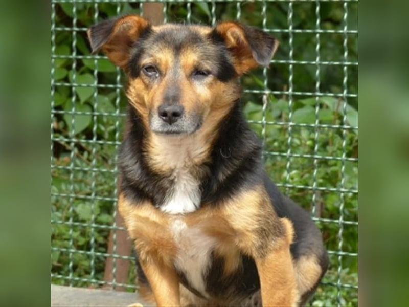 Klara - fröhliche, kleine Dame sucht Plätzchen auf dem Sofa