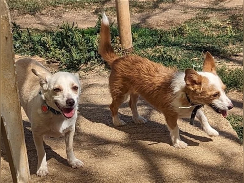 Milva & Elvis warten im Tierpflegenest in 71522 Backnang