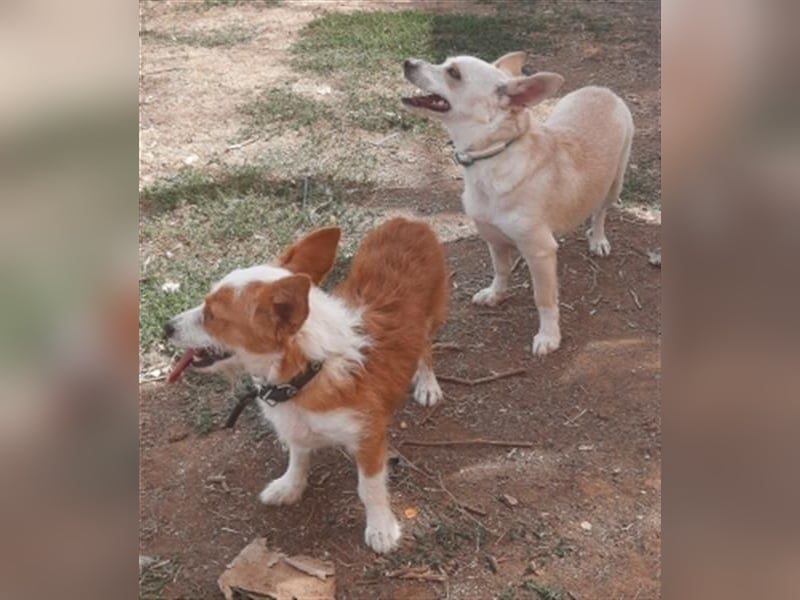 Milva & Elvis warten im Tierpflegenest in 71522 Backnang
