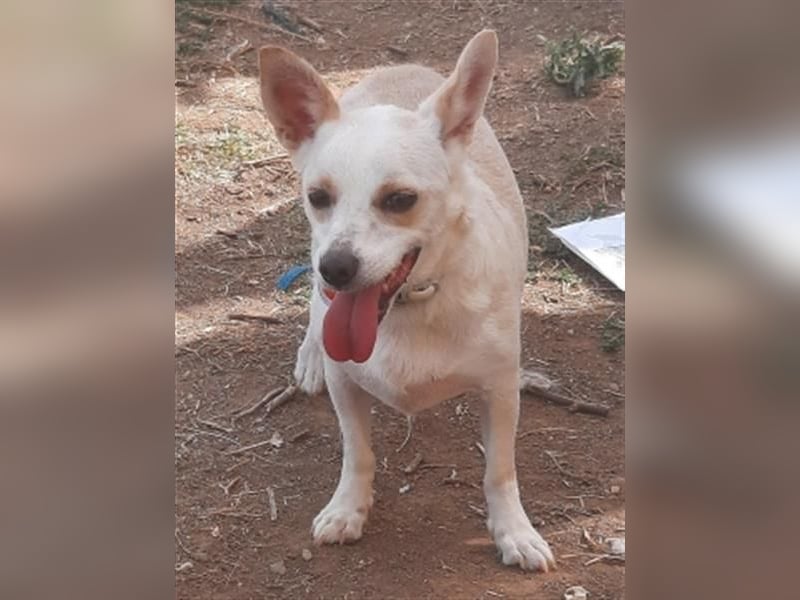 Milva & Elvis warten im Tierpflegenest in 71522 Backnang