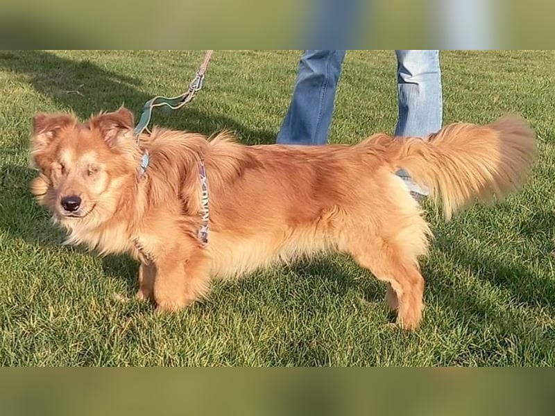 *Handicap* - blinder Zorro liebt Menschen seh