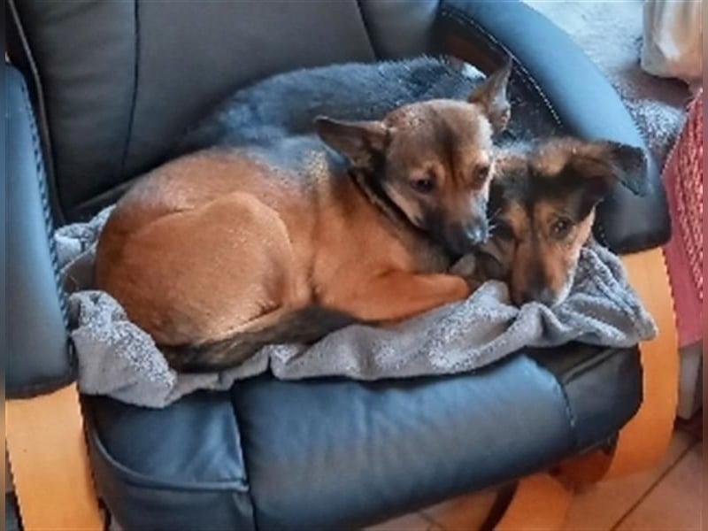 Klara - fröhliche, kleine Dame sucht Plätzchen auf dem Sofa