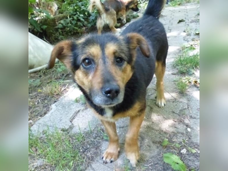 Klara - fröhliche, kleine Dame sucht Plätzchen auf dem Sofa