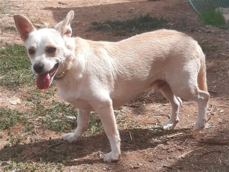 Milva & Elvis warten im Tierpflegenest in 71522 Backnang