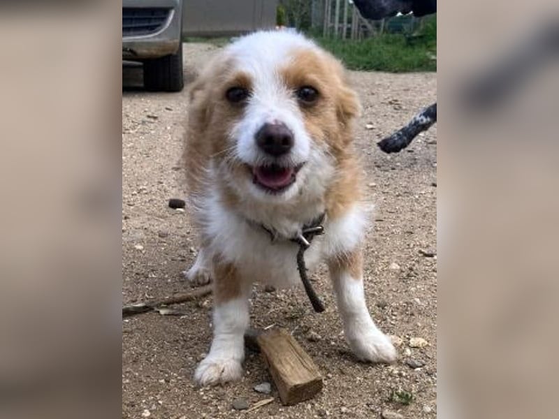 Milva & Elvis -kleine Herzensbrecher warten im Tierpflegenest in 71522 Backnang