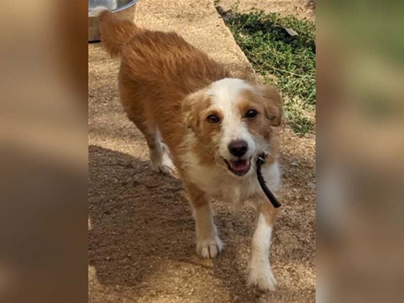 Milva & Elvis warten im Tierpflegenest in 71522 Backnang