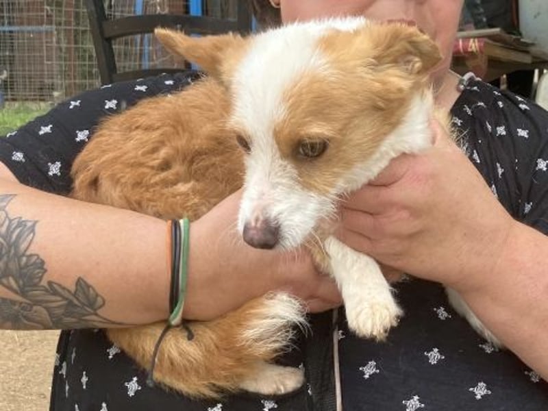 Milva & Elvis warten im Tierpflegenest in 71522 Backnang Milva & Elvis warten im Tierpflegenest in 71522 Backnang