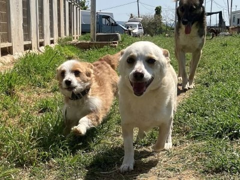 Milva & Elvis warten im Tierpflegenest in 71522 Backnang Milva & Elvis warten im Tierpflegenest in 71522 Backnang