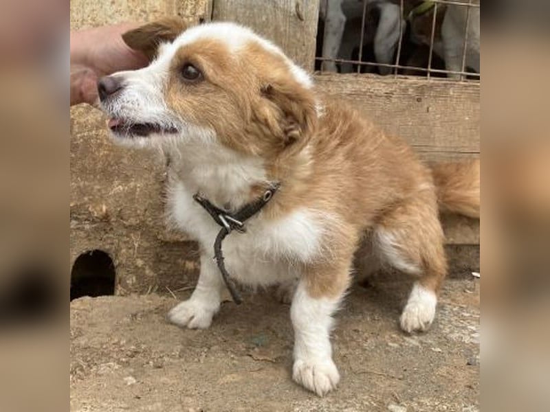 Milva & Elvis -kleine Herzensbrecher warten im Tierpflegenest in 71522 Backnang