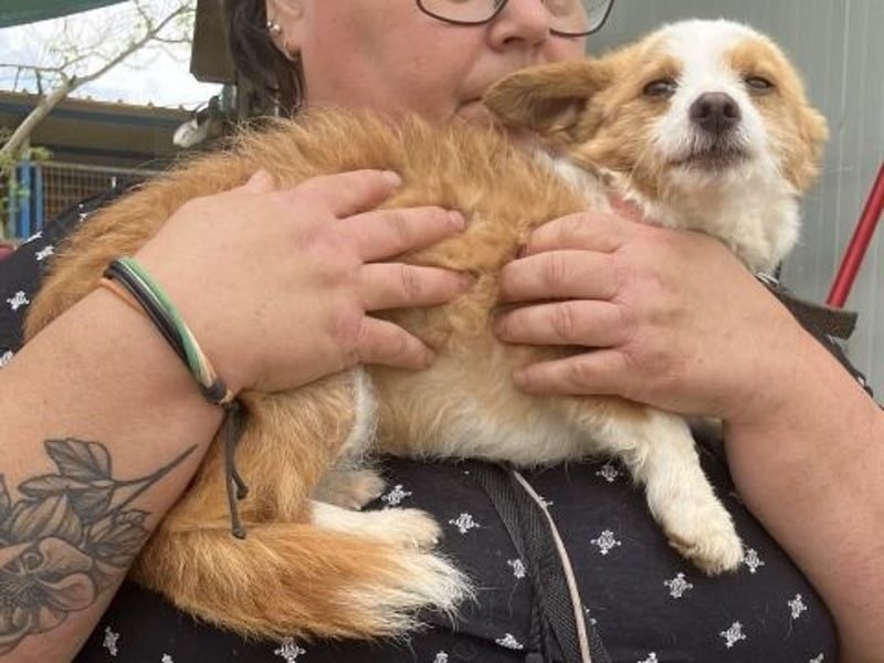 Milva & Elvis -kleine Herzensbrecher warten im Tierpflegenest in 71522 Backnang