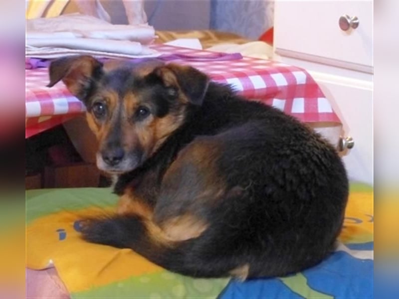 Klara - fröhliche, kleine Dame sucht Plätzchen auf dem Sofa