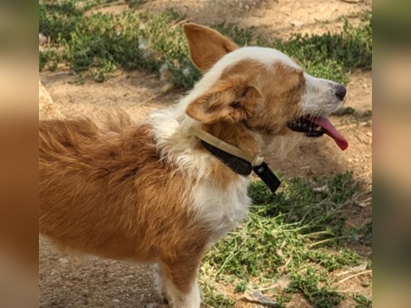 Milva & Elvis warten im Tierpflegenest in 71522 Backnang