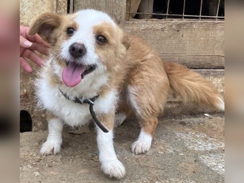 Milva & Elvis -kleine Herzensbrecher warten im Tierpflegenest in 71522 Backnang