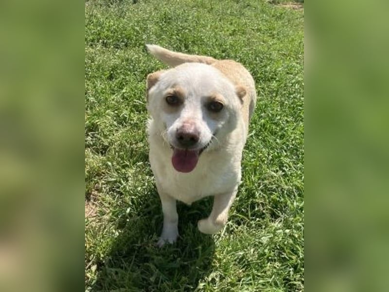 Milva & Elvis -kleine Herzensbrecher warten im Tierpflegenest in 71522 Backnang