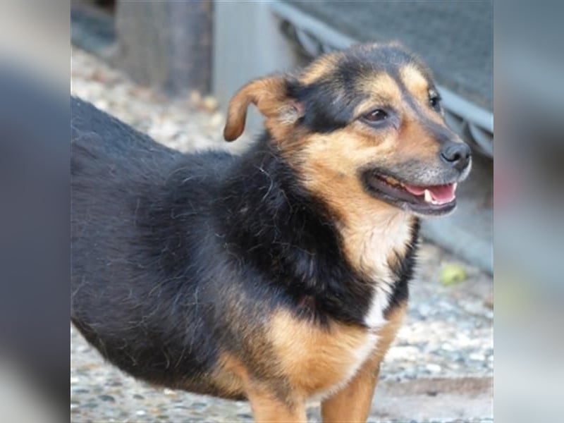 Klara - fröhliche, kleine Dame sucht Plätzchen auf dem Sofa