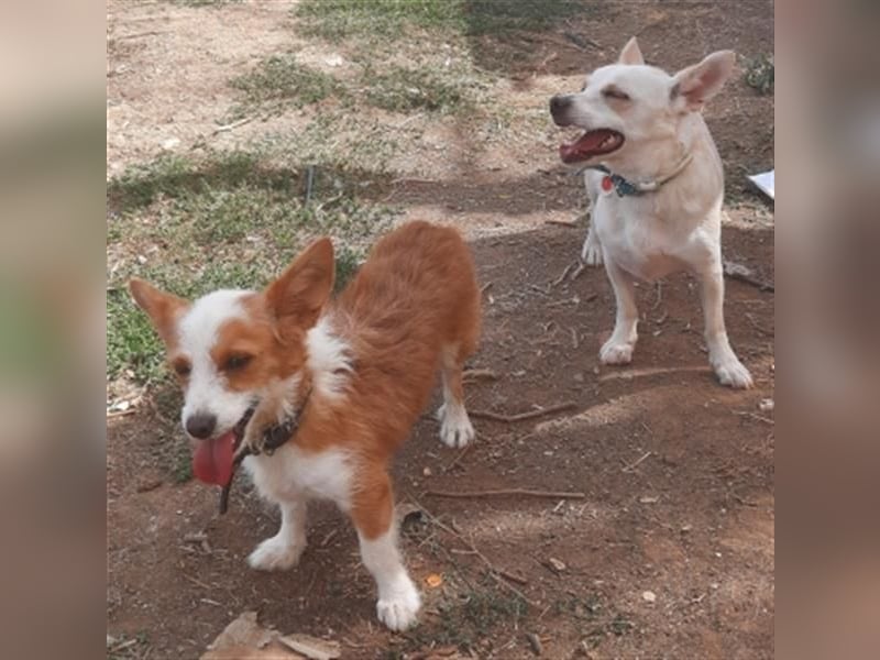 Milva & Elvis warten im Tierpflegenest in 71522 Backnang