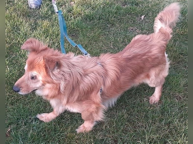 *Handicap* - blinder Zorro liebt Menschen seh