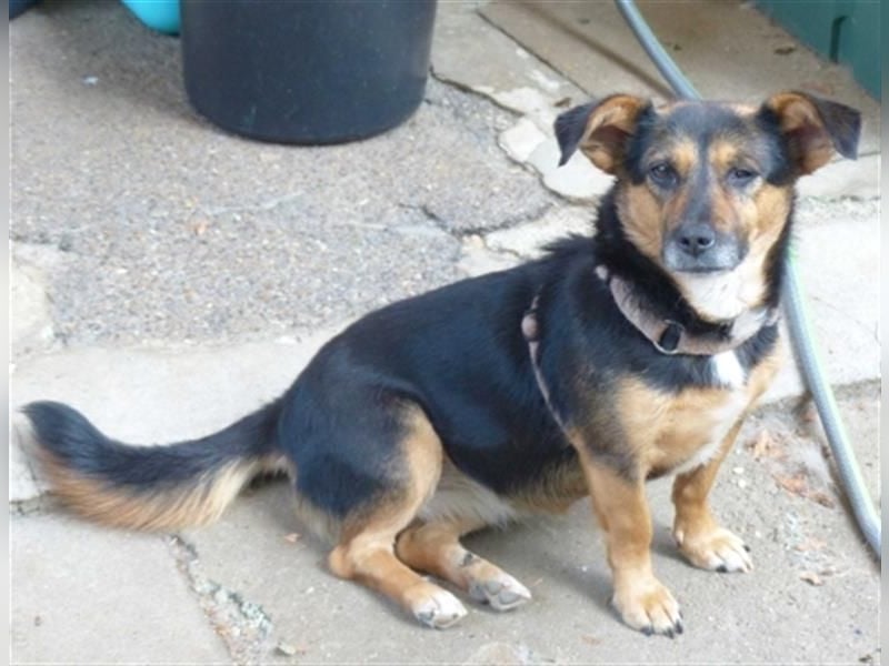 Klara - fröhliche, kleine Dame sucht Plätzchen auf dem Sofa