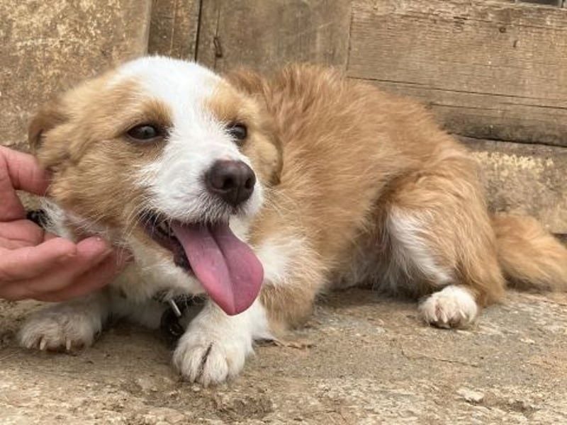 Milva & Elvis -kleine Herzensbrecher warten im Tierpflegenest in 71522 Backnang