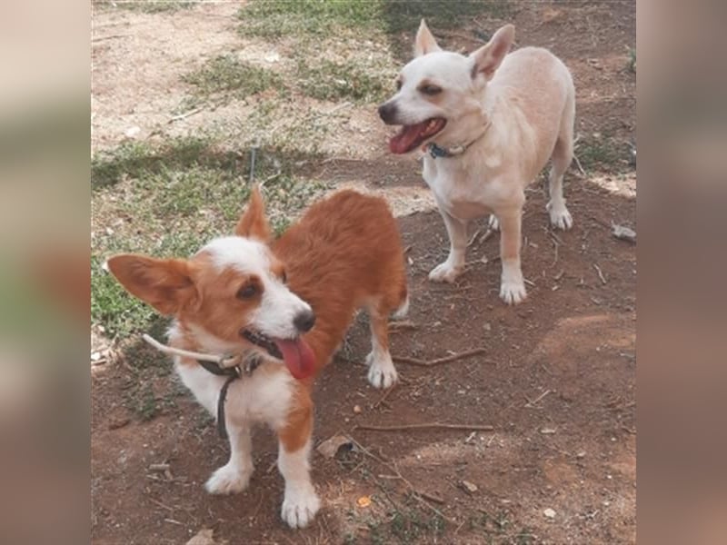 Milva & Elvis -kleine Herzensbrecher warten im Tierpflegenest in 71522 Backnang