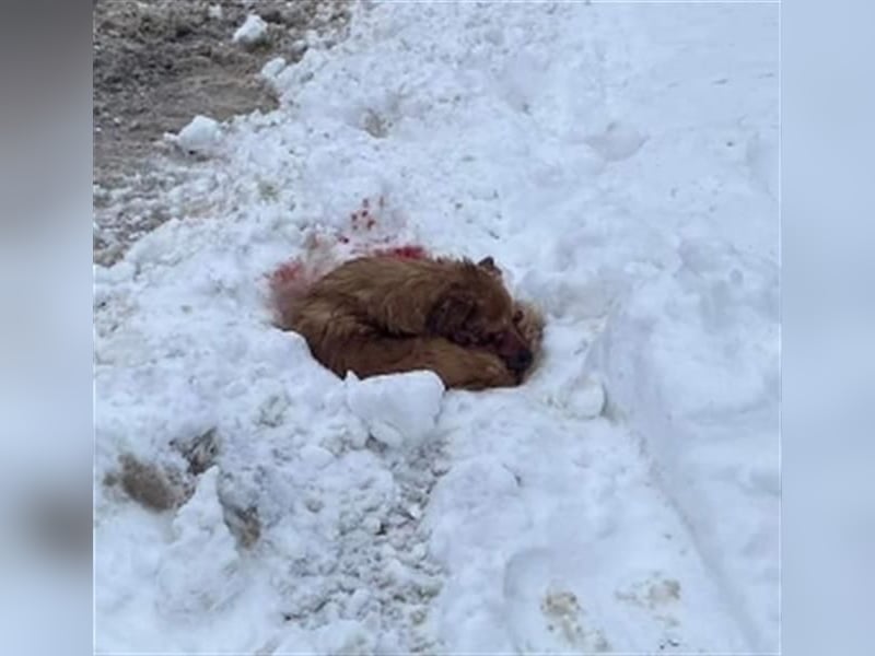 *Handicap* - blinder Zorro liebt Menschen sehr