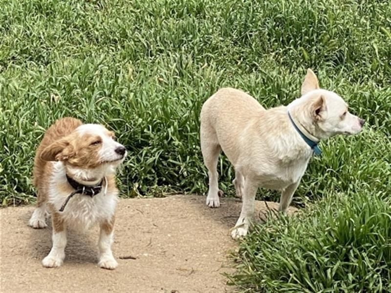 Milva & Elvis warten im Tierpflegenest in 71522 Backnang