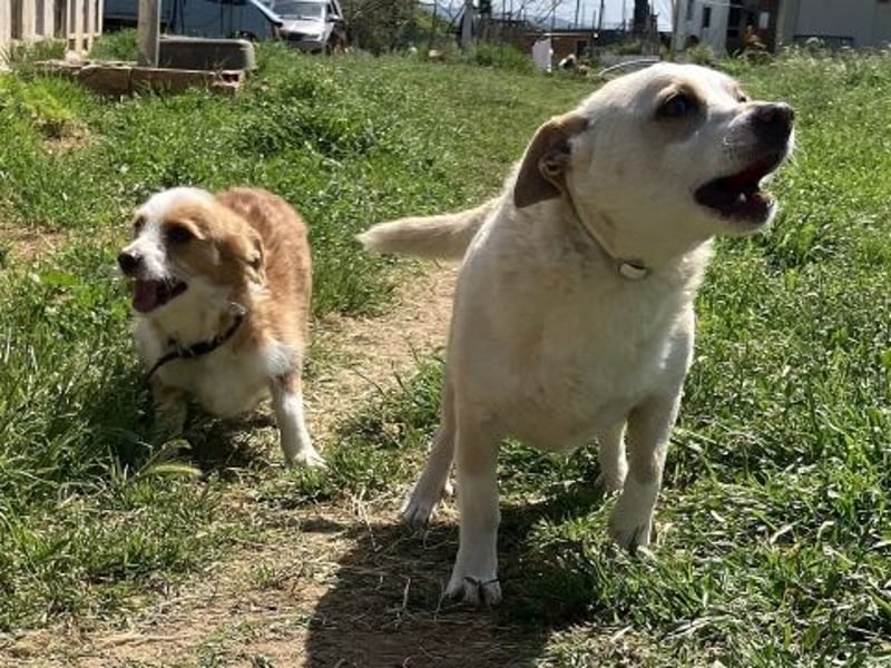 Milva & Elvis -kleine Herzensbrecher warten im Tierpflegenest in 71522 Backnang