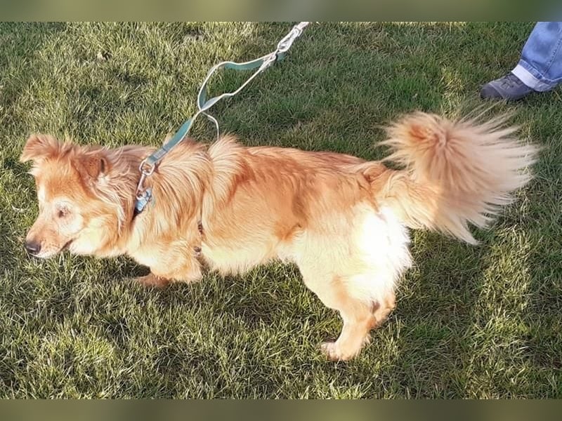 *Handicap* - blinder Zorro liebt Menschen seh