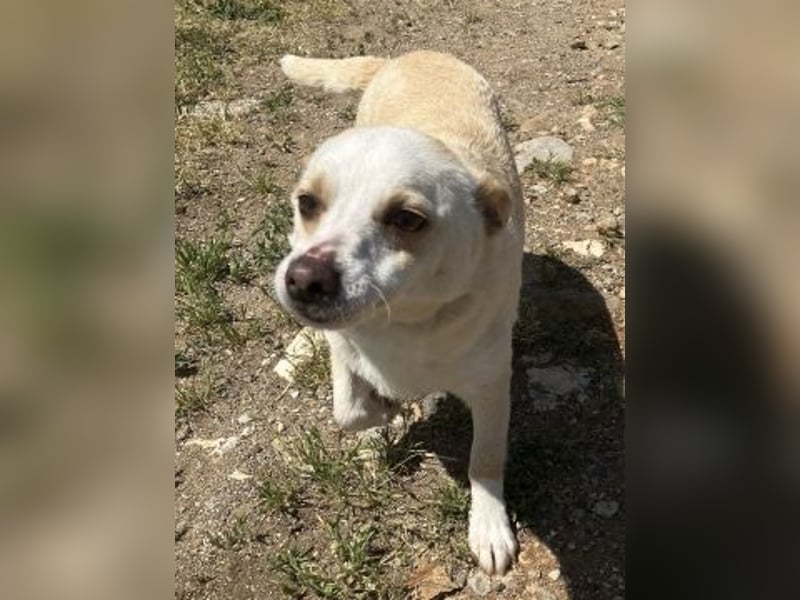 Milva & Elvis warten im Tierpflegenest in 71522 Backnang Milva & Elvis warten im Tierpflegenest in 71522 Backnang