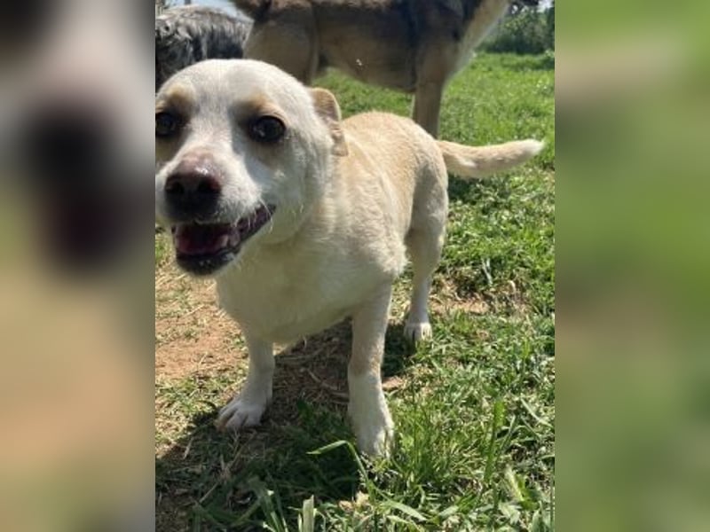 Milva & Elvis warten im Tierpflegenest in 71522 Backnang Milva & Elvis warten im Tierpflegenest in 71522 Backnang