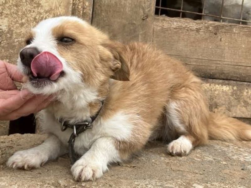 Milva & Elvis -kleine Herzensbrecher warten im Tierpflegenest in 71522 Backnang