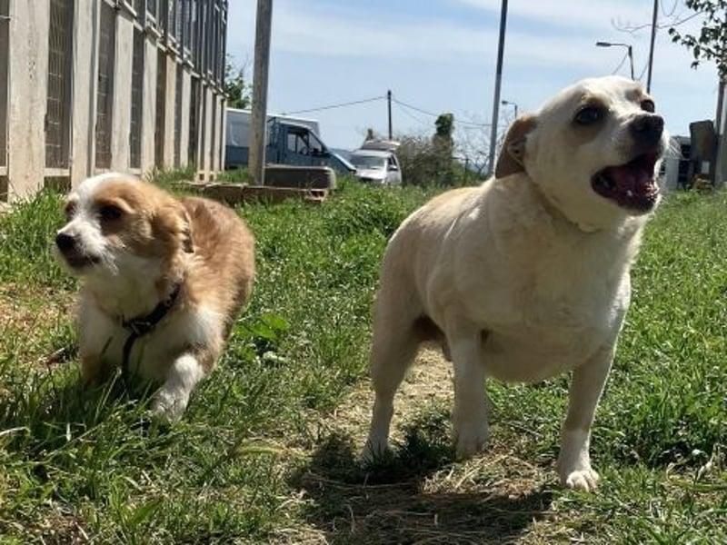 Milva & Elvis warten im Tierpflegenest in 71522 Backnang Milva & Elvis warten im Tierpflegenest in 71522 Backnang