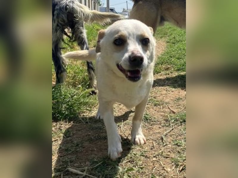 Milva & Elvis warten im Tierpflegenest in 71522 Backnang Milva & Elvis warten im Tierpflegenest in 71522 Backnang