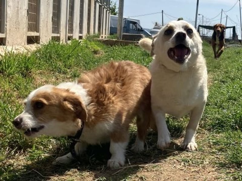 Milva & Elvis -kleine Herzensbrecher warten im Tierpflegenest in 71522 Backnang
