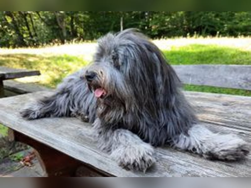 Filu, ein sensibler und treuer Begleiter sucht noch einmal ein Zuhause