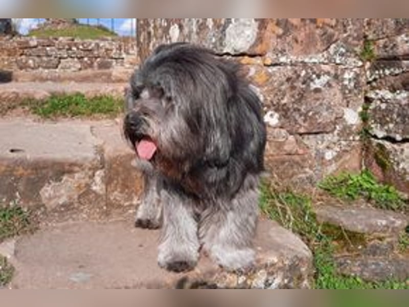 Filu, ein sensibler und treuer Begleiter sucht noch einmal ein Zuhause