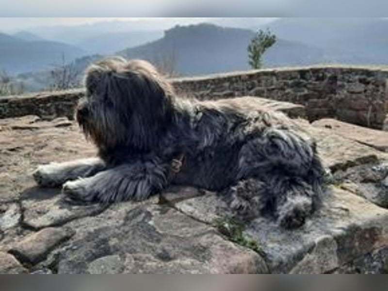 Filu, ein sensibler und treuer Begleiter sucht noch einmal ein Zuhause