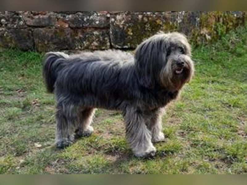 Filu, ein sensibler und treuer Begleiter sucht noch einmal ein Zuhause