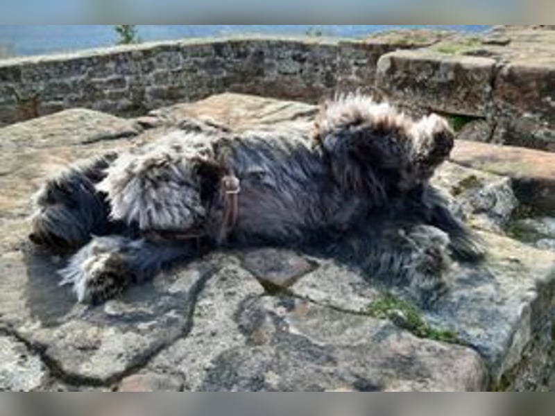 Filu, ein sensibler und treuer Begleiter sucht noch einmal ein Zuhause