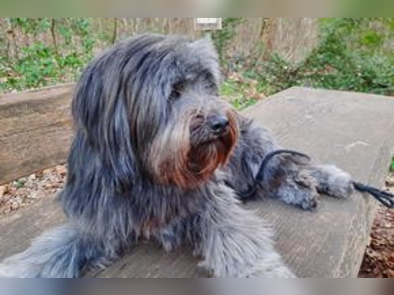 Filu, ein sensibler und treuer Begleiter sucht noch einmal ein Zuhause