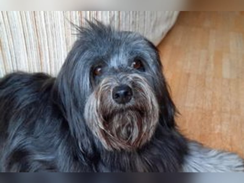 Filu, ein sensibler und treuer Begleiter sucht noch einmal ein Zuhause