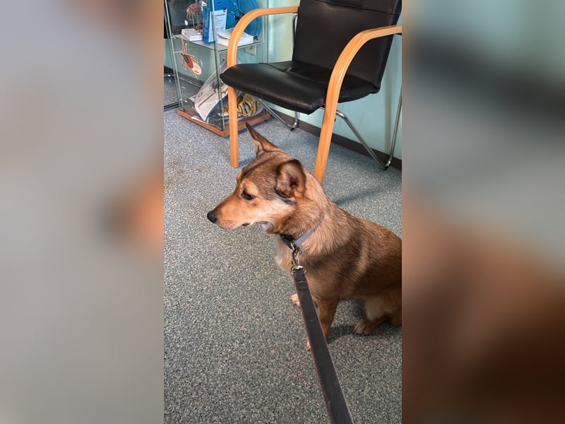 Süße NIUSCHA sucht eine nette Familie